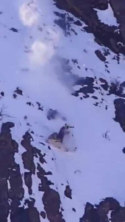 Cheater hunting off an edge of a cliff