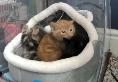 This cat cave is tiny and already has his 5 kitten siblings in it before he comes along.