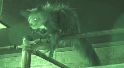 For the first time in the world, scientists have filmed the process of an Aye -aye from Madagascar picking its nose and eating snot