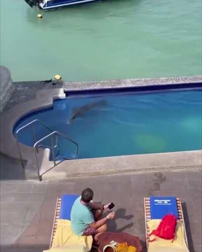 Stolen water dog bed