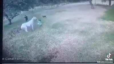 Horse attacking its trainer