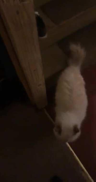 My 21 year old geriatric ass cat screams in the stairwell because it echoes even louder there. 😂😂😂