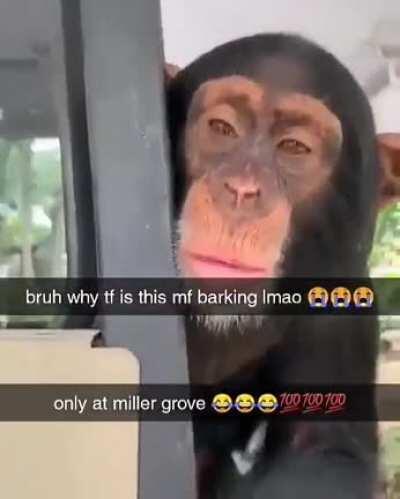 Monke barkin? 😳