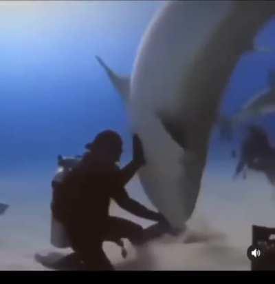 Blursed Shark attack