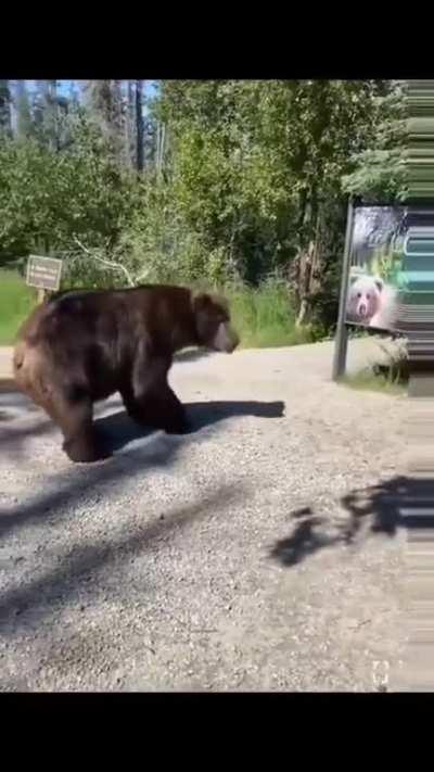 Oso confundido ð»â ï¸