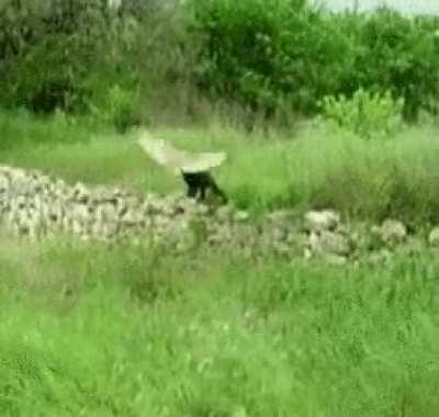 Cat and Owl are Friends