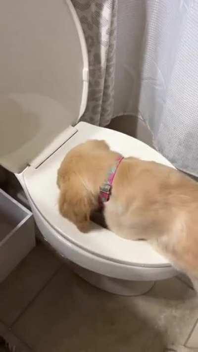 Your toilet's been fixed, ma'am