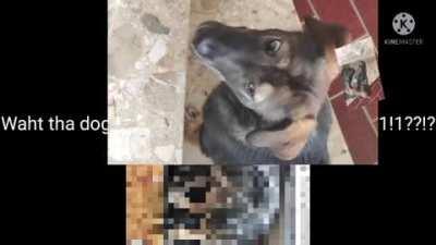 Whaht d a dog dojn?¿!?! 😳 d