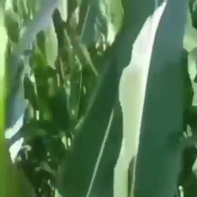 i need a unexpired discord link please hel;p