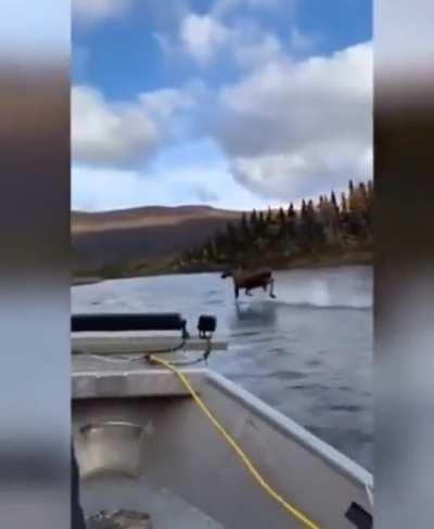 Moose running on water