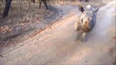 A rhino acting like a lamb