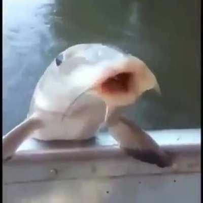 Skol geladinha hmmmm