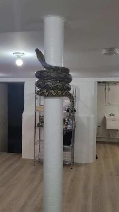 retic on a pole