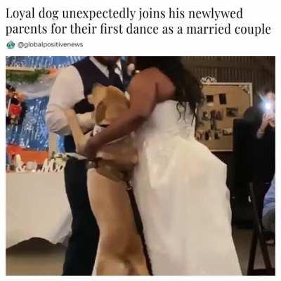 A newlywed couple was enjoying their first dance when suddenly someone unexpectedly joined them.