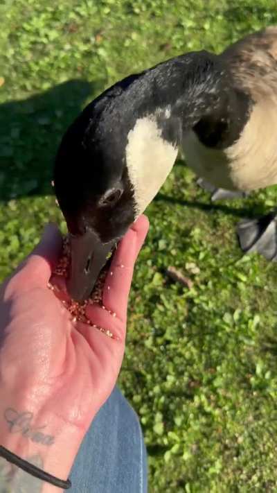 if i could post multiple videos as slides i would… but instead here is one out the hella other videos im posting this morning of my different park buddies !