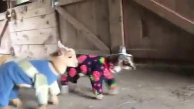 Baby goats in pajamas!
