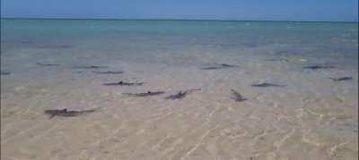 The aptly named Shark Bay