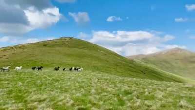 Пелистер во top posts.