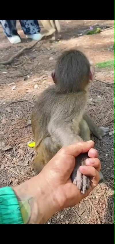 watch monke die inside