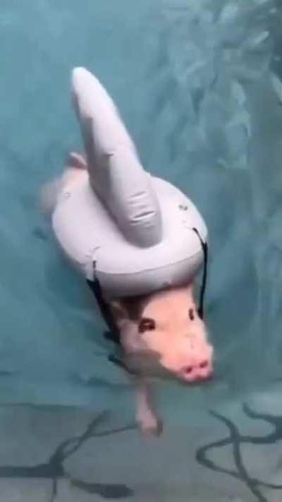 PeRsOn reCOrDS TheiR LAST momeNTs aS dEadly SHaRK ATtaCkS