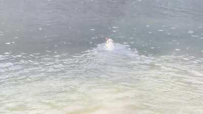 Chase doesn’t care that the water is freezing!