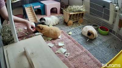 Raubtierfütterung 😄