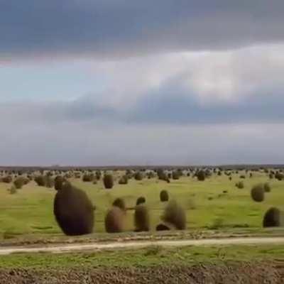 Tumbleweeds tumble to spread their seeds, the bouncing and rolling helps release thousands of them