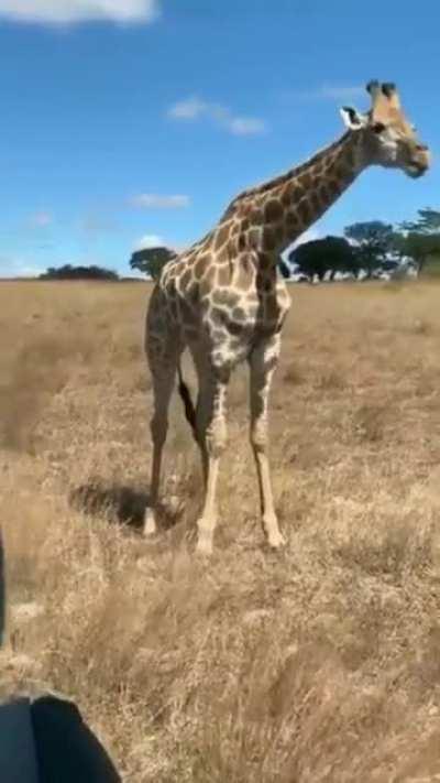 🔥 This is how Giraffes eat grass.