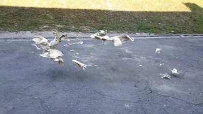 Wind experiment vol 1. 3d Animated file for download