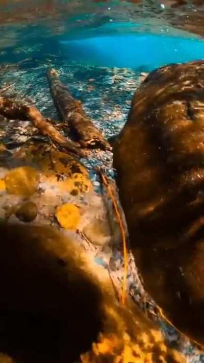 🔥 Clear waters of an Alaskan stream.