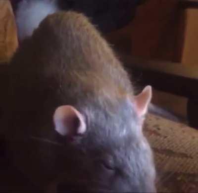 I blame that guy Gregory