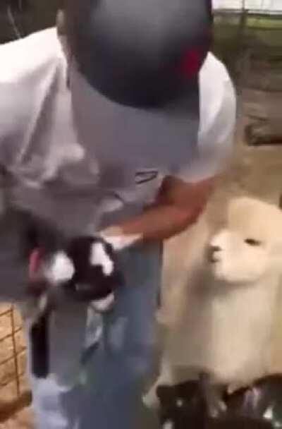 Baby goats waiting for hugs