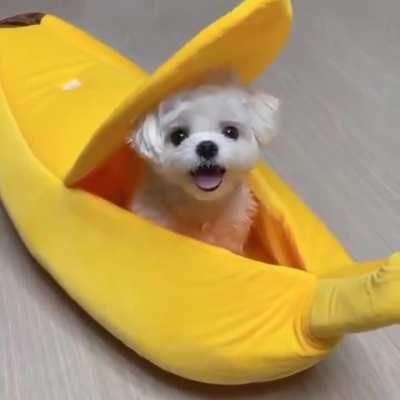 Some dogs just seem to know they're cute.