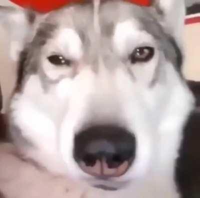 Found the nose button