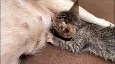 This kitten lost her mother and doggo saved the kitten by feeding milk.