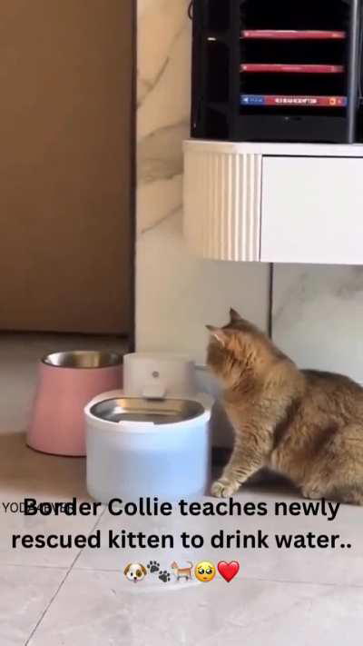 He made sure that kitty knew what to do and make sure it happened.