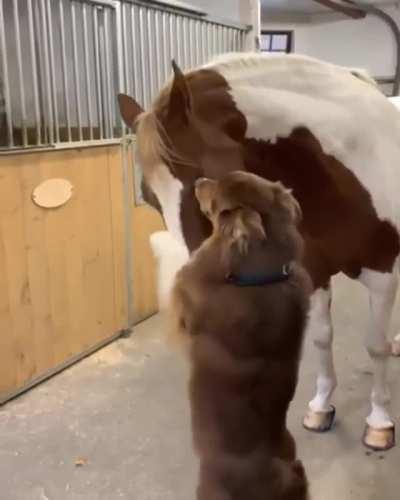 Horse meets a good boy