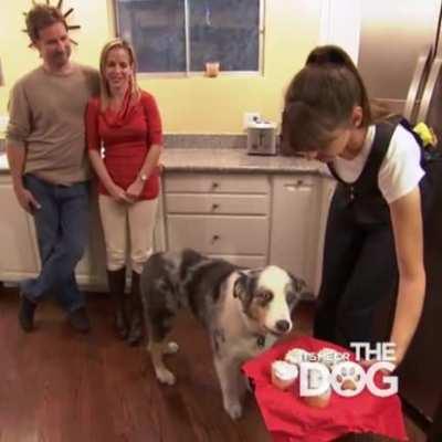 This dog when told he can't have any cupcakes