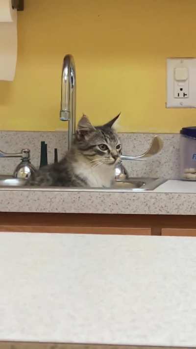 My cat decided to pee in the sink at his first vet visit. 