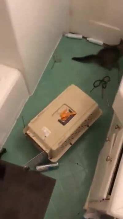 Rescue some cats they said. It’ll be fun they said. No cats were harmed in this video!