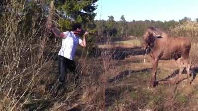 Moose!
