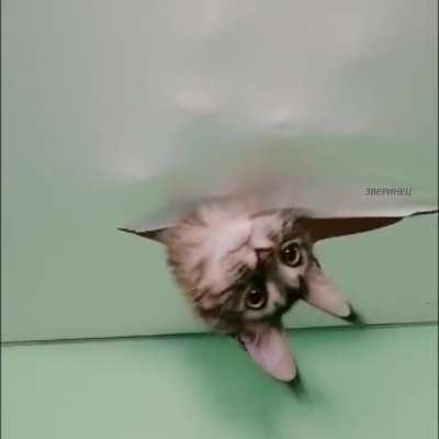 Who's in the ceiling ?! 😹