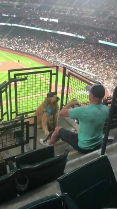 Good boy trying his hardest to pose with food at the ballpark