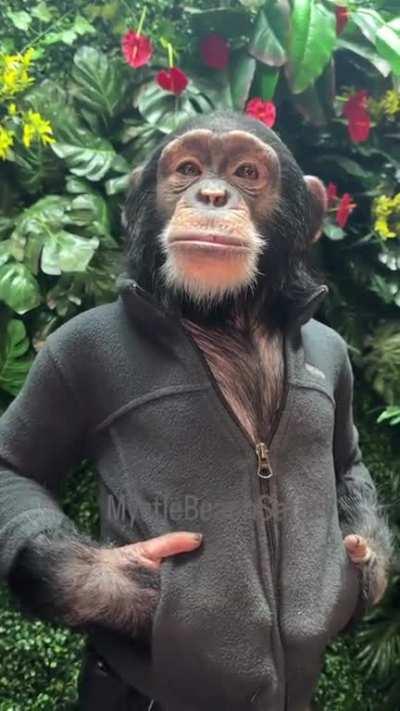 Muca tirando fotos para a Ciena