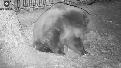 Жестокое нападение ежа на спящего медведя. Ночная съёмка. Тег Жесть ставить?