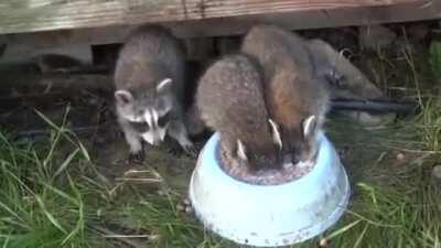 Raccoon doesn't know how to drink properly