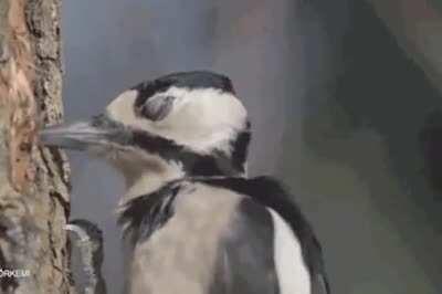 The work of the woodpecker in slow motion.