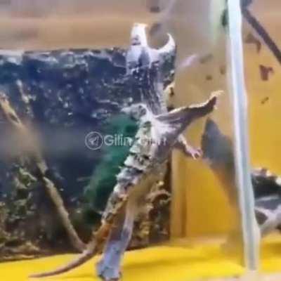 Turtle are friends, not food and certainly not hunters.