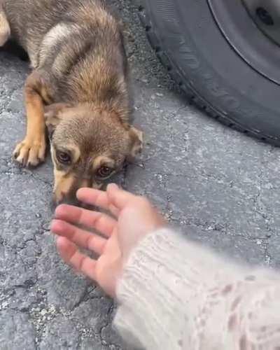 This woman rescued an abandoned puppy