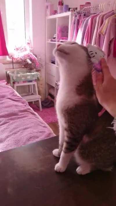 my baby loves being brushed <3